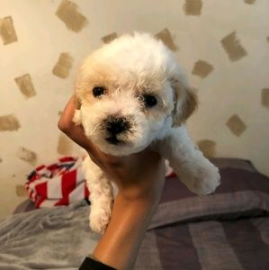 Meet your Posher, Melody